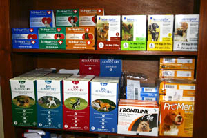 Wellness & Preventive Care